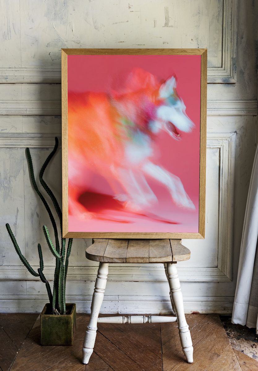 Colorful Husky Dog Poster room preview