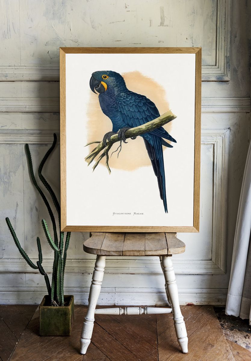 Hyacinth Macaw Vintage Illustration Poster room preview