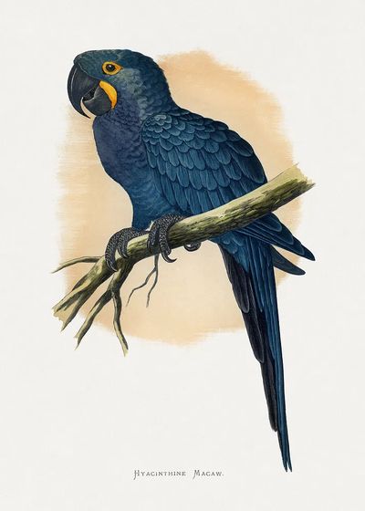 Hyacinth Macaw Vintage Illustration Poster. poster