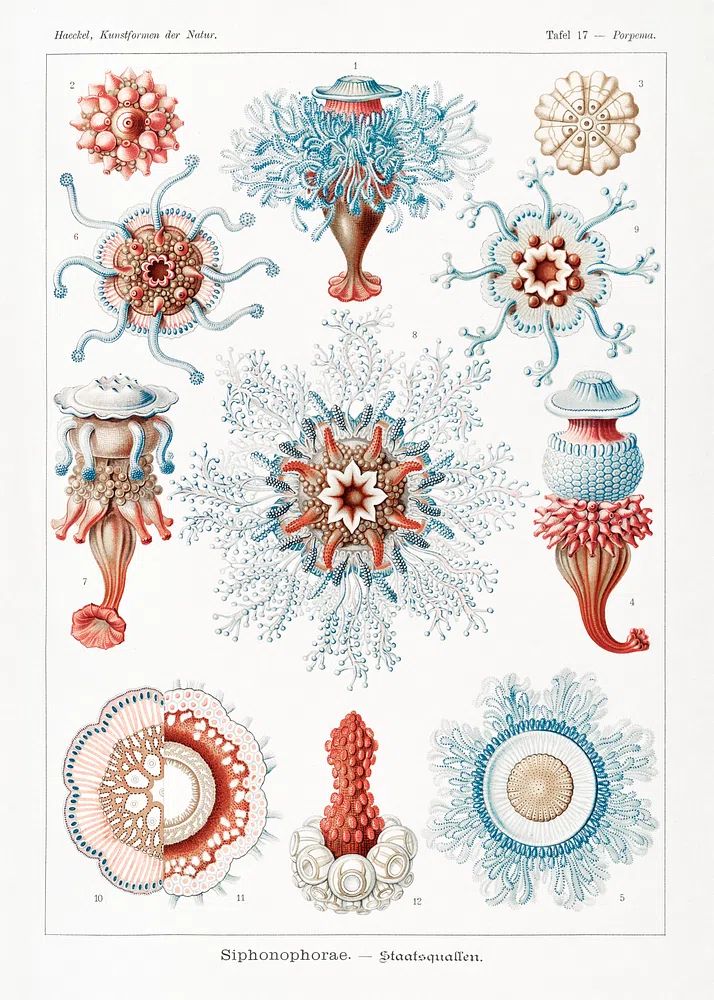 Siphonophorae–Staatsquallen Kunstformen der Natur (1904). poster — illustration art