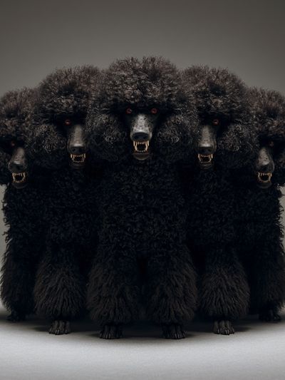 Cerberus Poodle Illustration Poster. poster