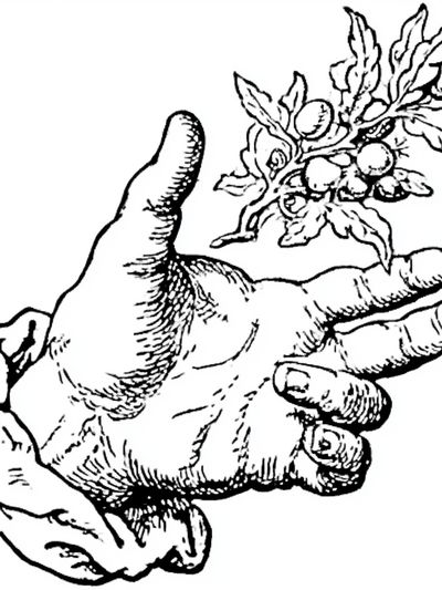 Hand with Olive Branch Ink Print. poster print