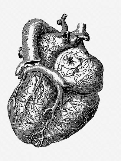 Realistic heart drawing, medical vintage. poster print