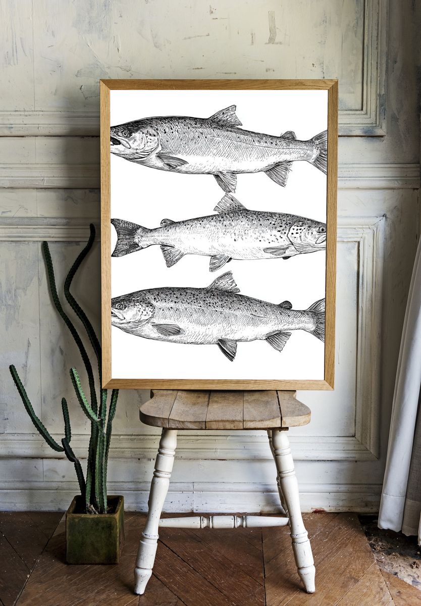 Salmon Study Illustration Poster. room preview