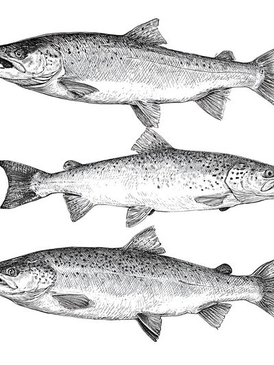Salmon Study Illustration Poster. poster print