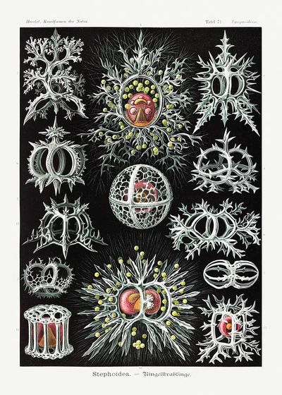 Stephoidea–Ringelstrahlinge Kunstformen der Natur (1904). poster print
