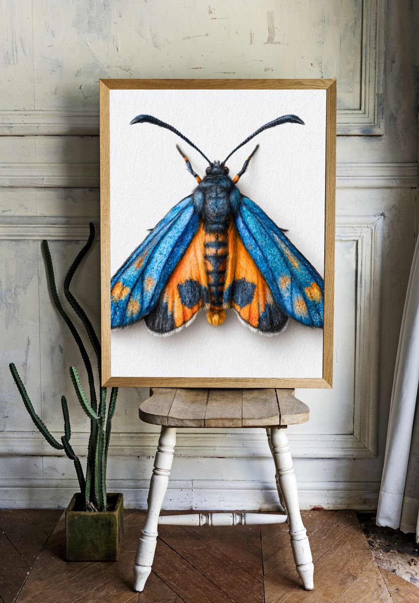 Blue Moth Illustration Poster. room preview