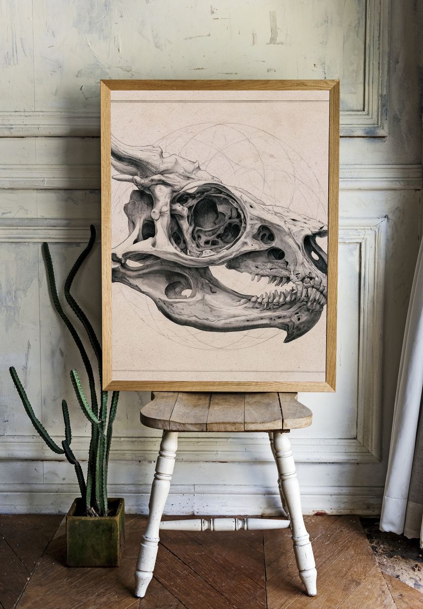 Triceratops Skull Illustration Poster. room preview