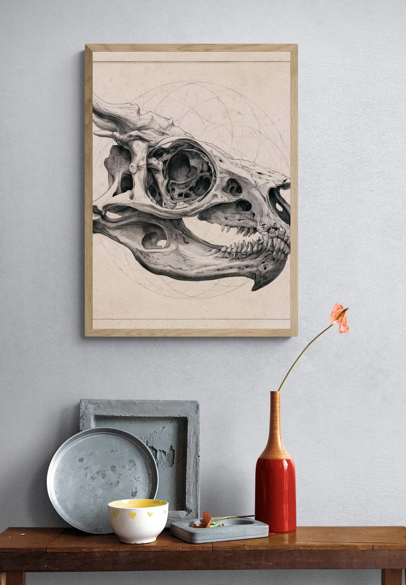 Triceratops Skull Illustration Poster. — room view 3