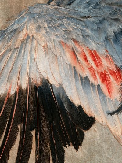 Feather Study Illustration Poster. poster