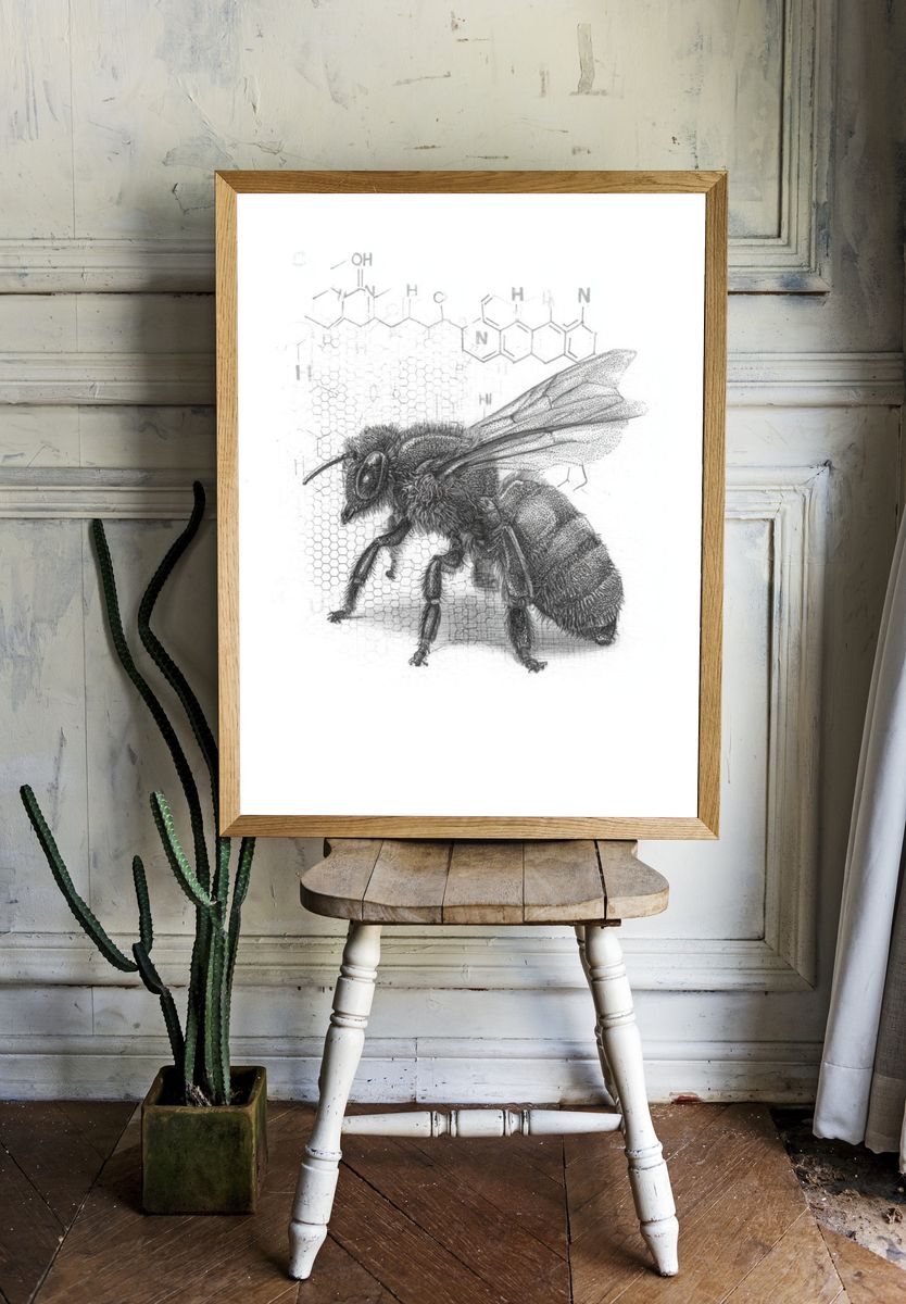 Honey Bee Scientific Illustration Poster. room preview