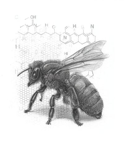 Honey Bee Scientific Illustration Poster. poster