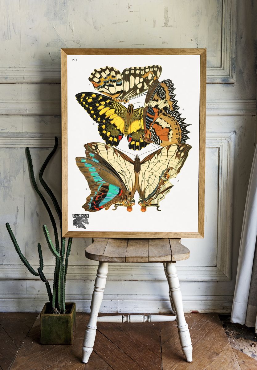 Butterfly Study Vintage Print. room preview