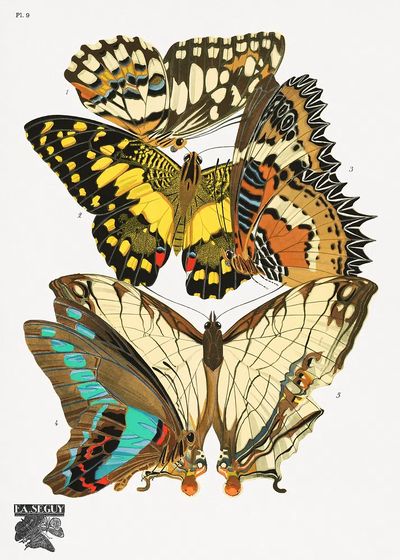 Butterfly Study Vintage Print. poster print