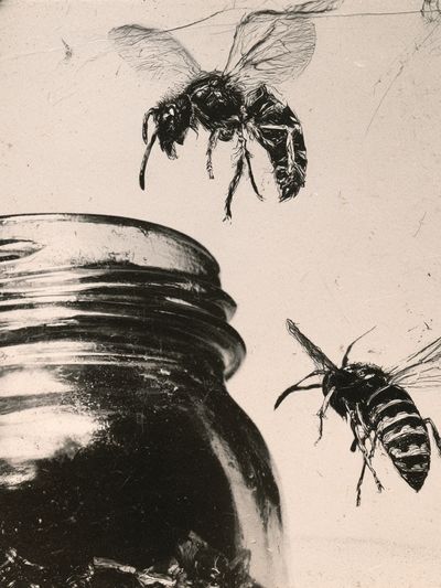 Bees and Jar Ink Poster. poster