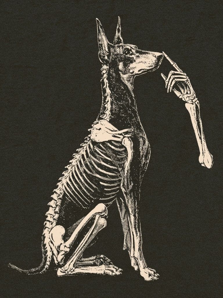 Anatomical Dog Skeleton Illustration Poster. poster detail