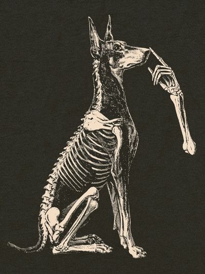 Anatomical Dog Skeleton Illustration Poster. poster
