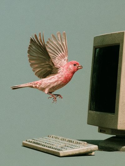Pink Bird Computer Surrealism Print. poster