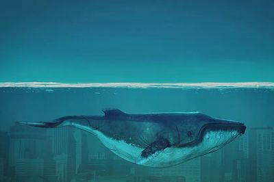 Whale wallpaper desktop, animal illustration. poster print