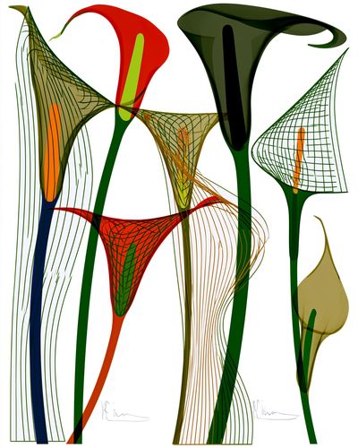 Abstract Floral Line Art Poster.