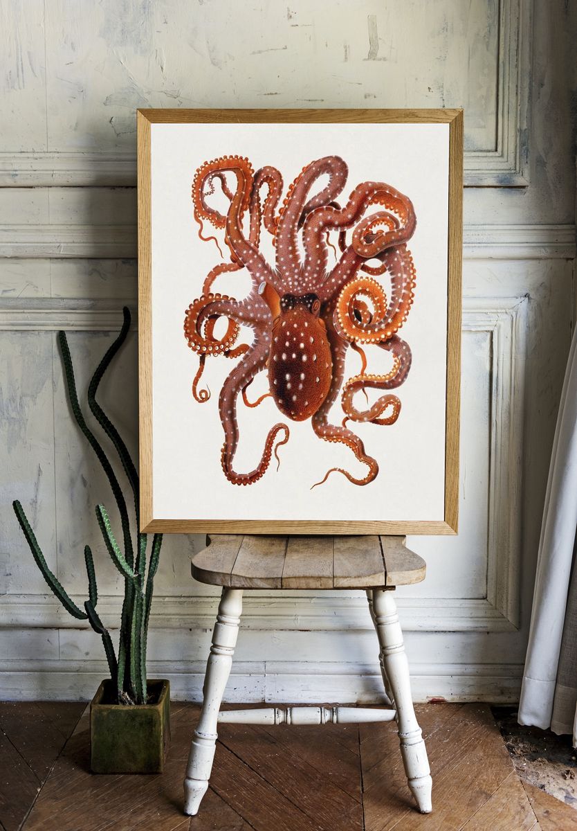 Callistoctopus macropus (White-spotted Octopus) Mediterranean. — room view 1