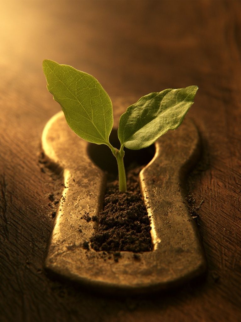 Keyhole Seedling Illustration Poster. poster detail