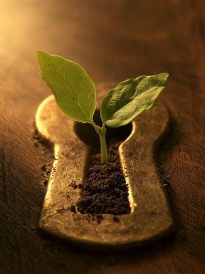 Keyhole Seedling Illustration Poster. poster