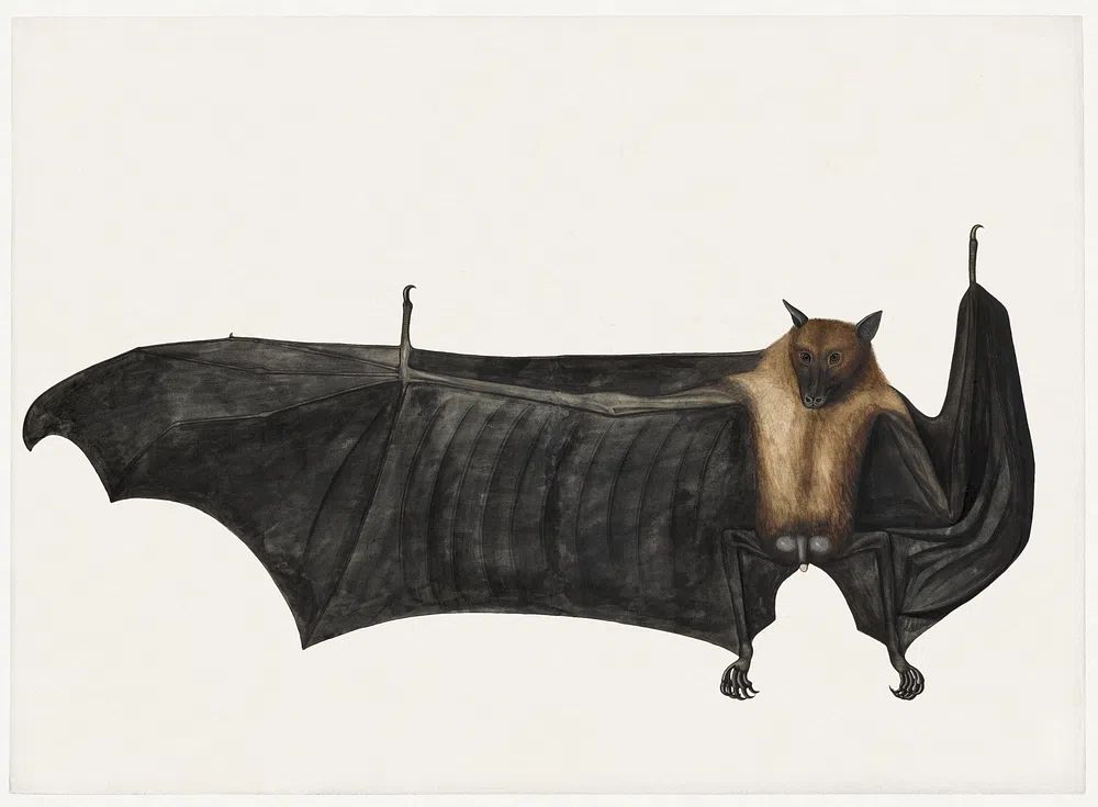 Great Indian Fruit Bat (ca. 1777–1782). poster — illustration art