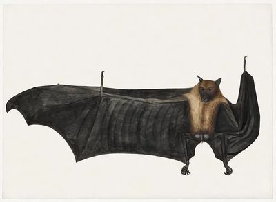 Great Indian Fruit Bat (ca. 1777–1782). poster print