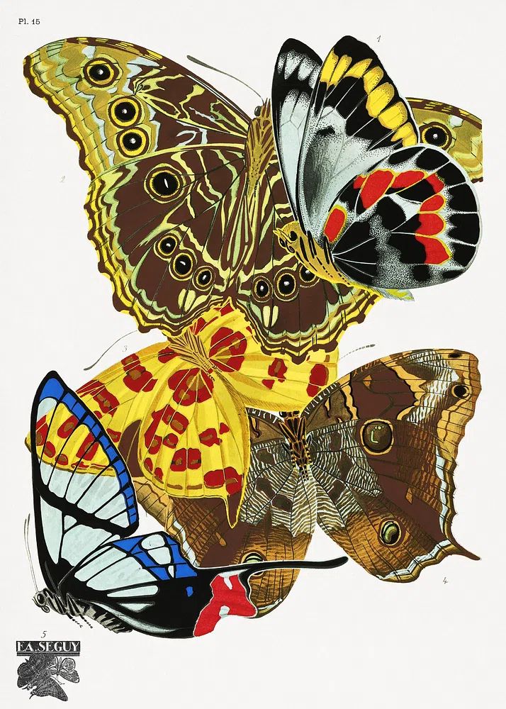 Butterfly Study Illustration Poster. poster detail
