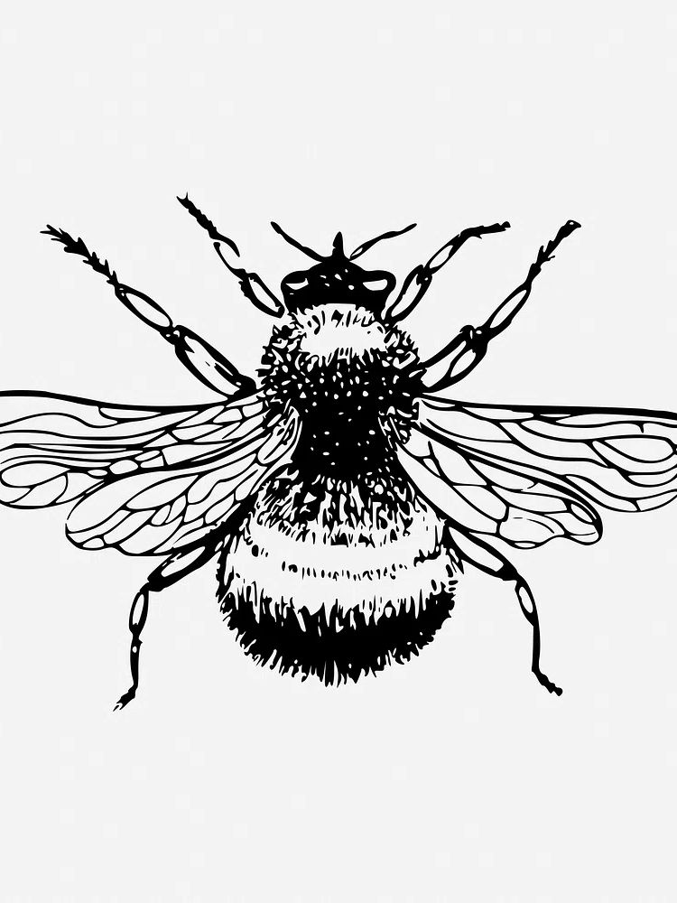 Bumblebee drawing, vintage insect illustration. poster detail