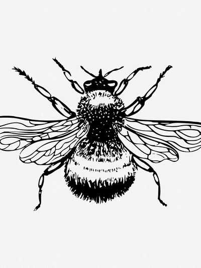 Bumblebee drawing, vintage insect illustration. poster print