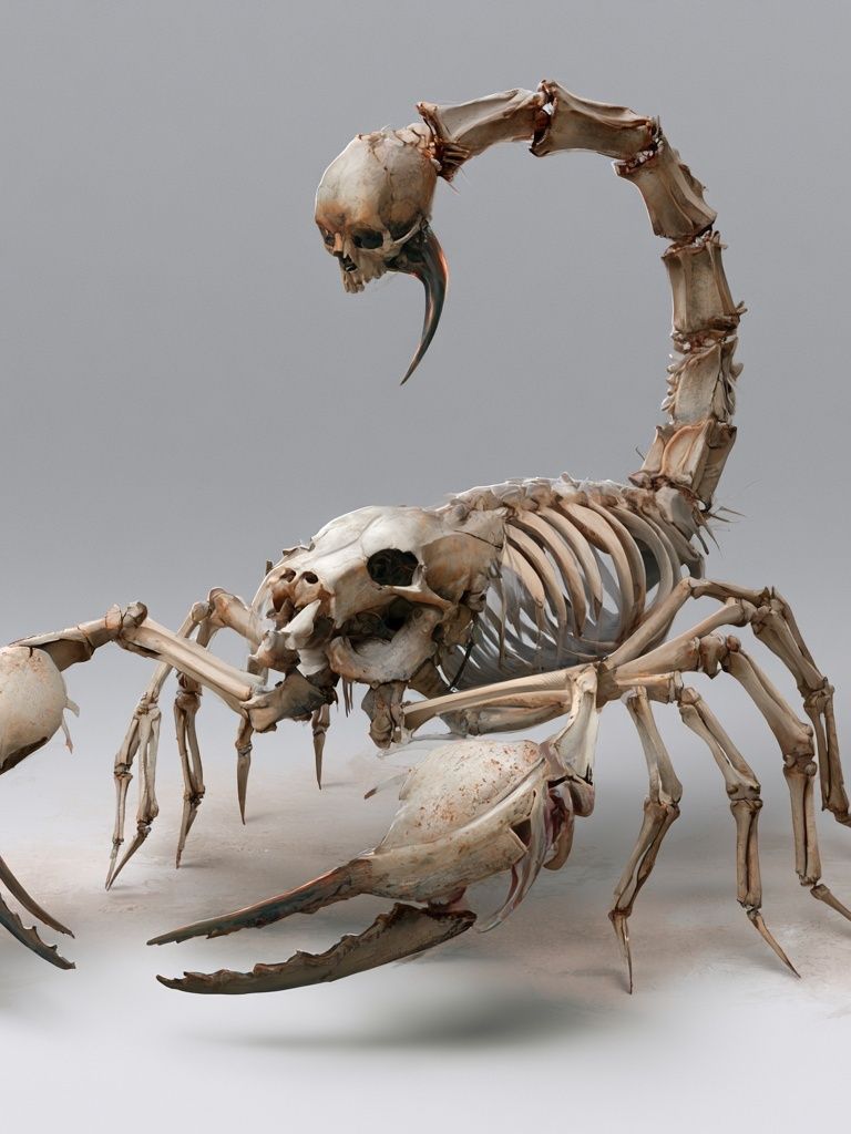 Bone Scorpion Surrealism Print. poster — illustration art
