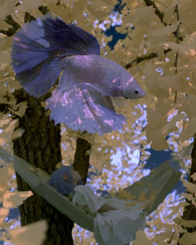 Dreamy Betta Fish Illustration Poster. poster