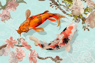 Two Japanese Koi fish swimming. poster