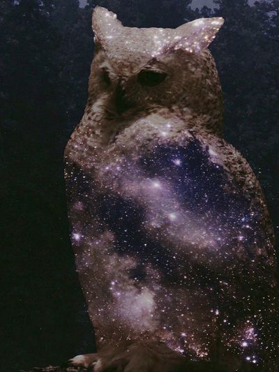 Cosmic Owl Illustration Poster. poster print