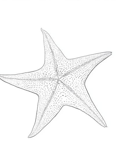 Starfish Line Art Print. poster