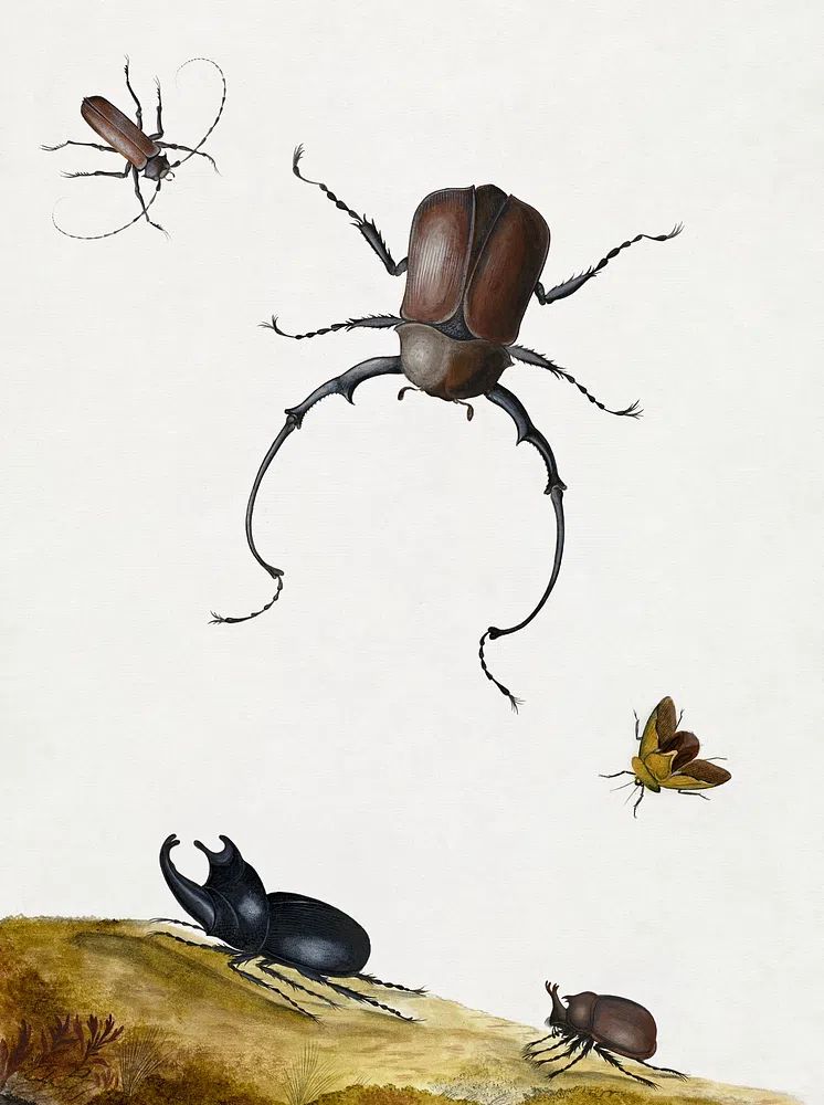 Insect Study — Botanical Print. poster — botanical art