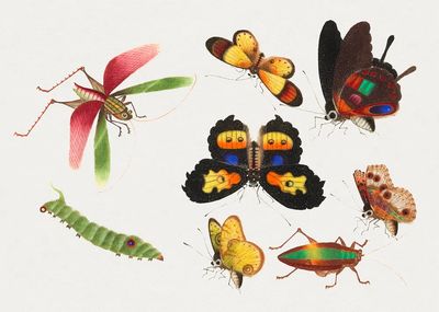 Colorful Insects Illustration Poster. poster