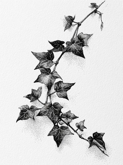 Ivy Leaves — Line Art Print. poster