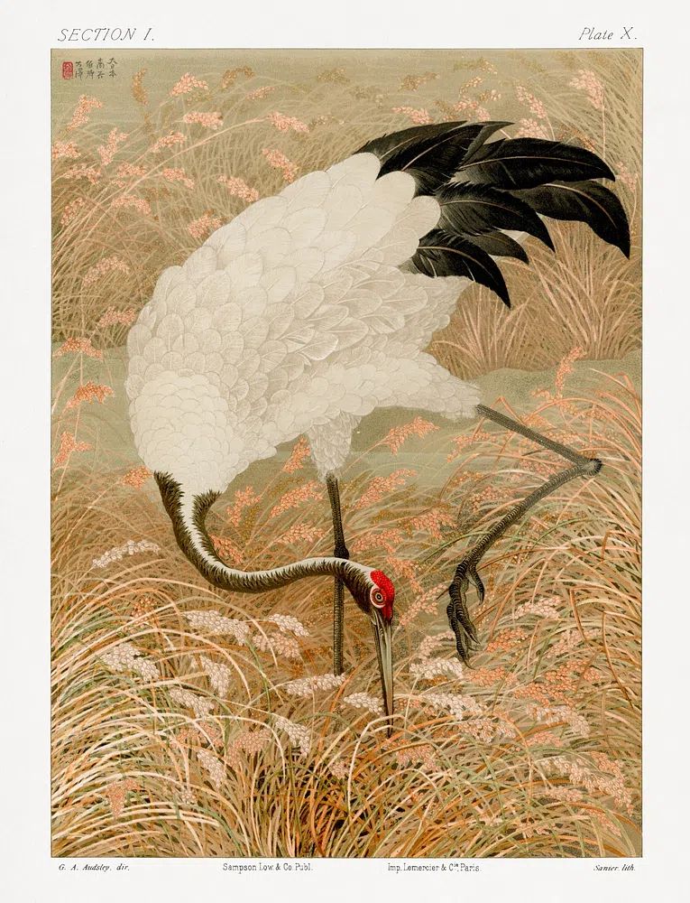 Sarus crane in rice field — Art Print. poster — fine-art art