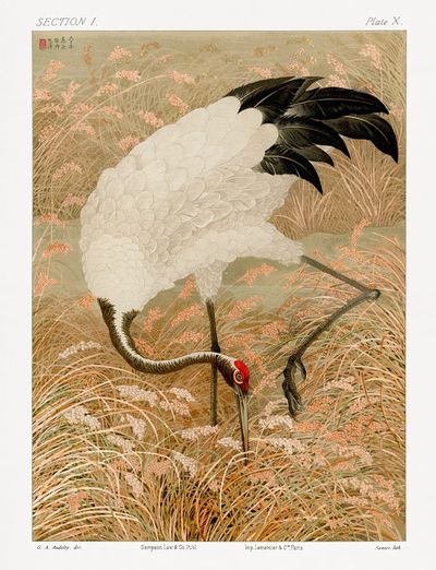 Sarus crane in rice field — Art Print. poster print