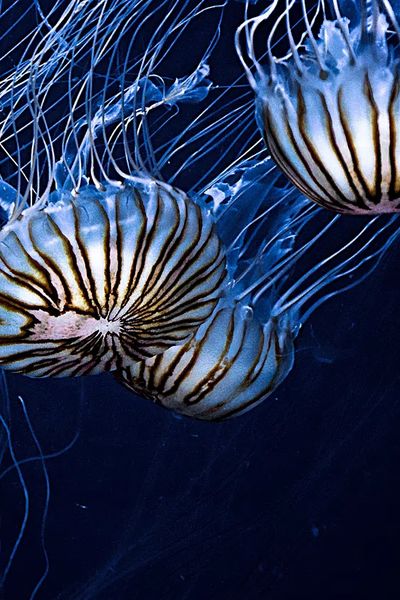 Jellyfish Drift Photography Poster. poster print