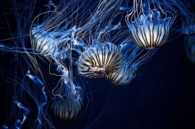 Jellyfish swimming. poster print
