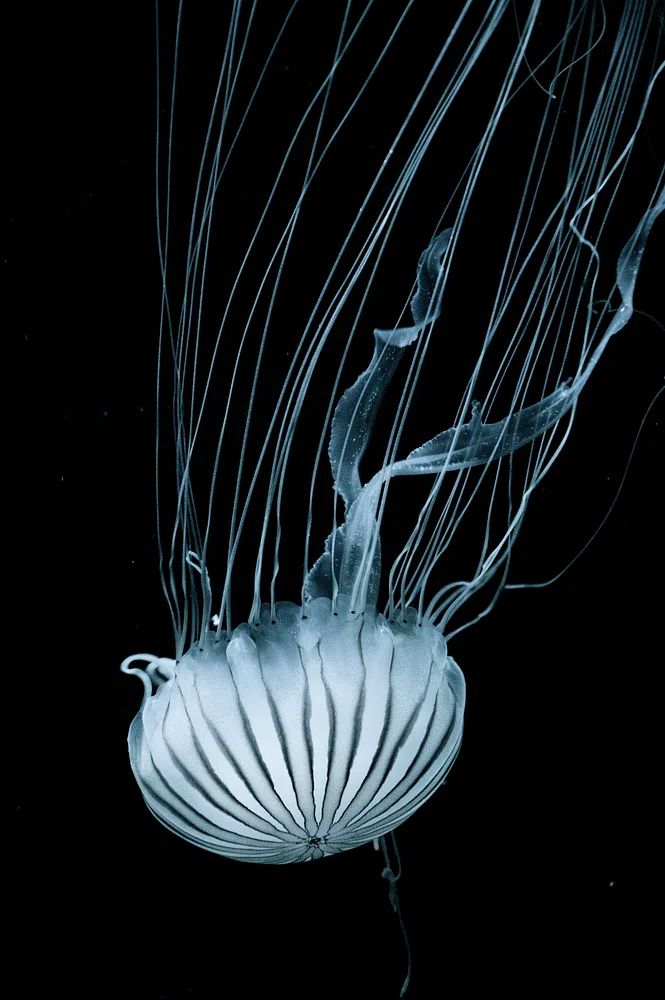 Jellyfish — Black and White Print. poster — photography art