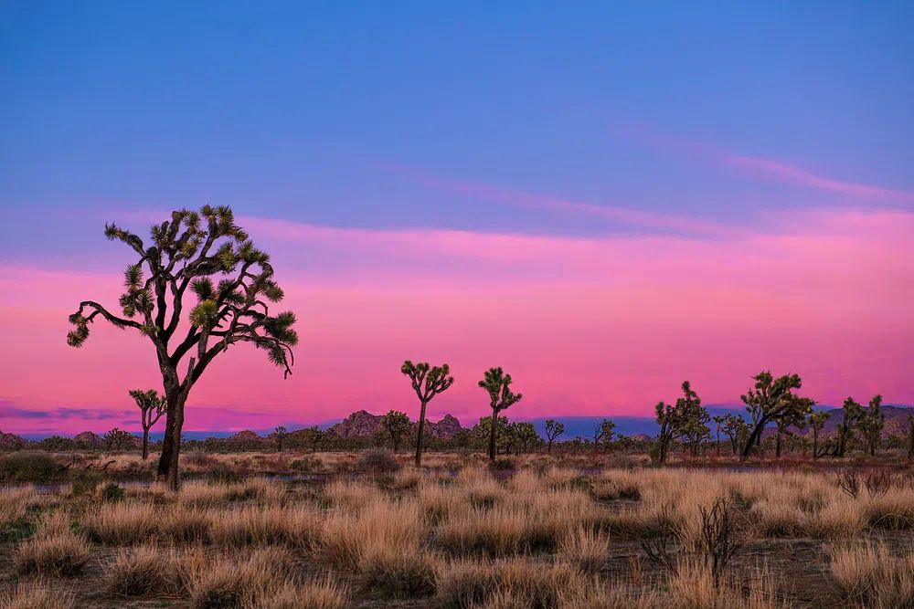 Joshua Tree Sunset Poster. poster detail