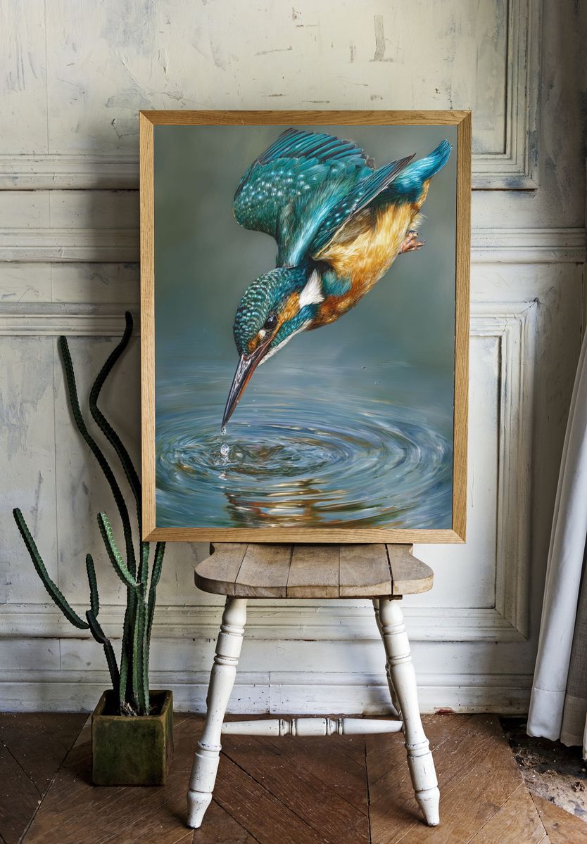 Kingfisher Diving — Fine Art Print. — room view 1