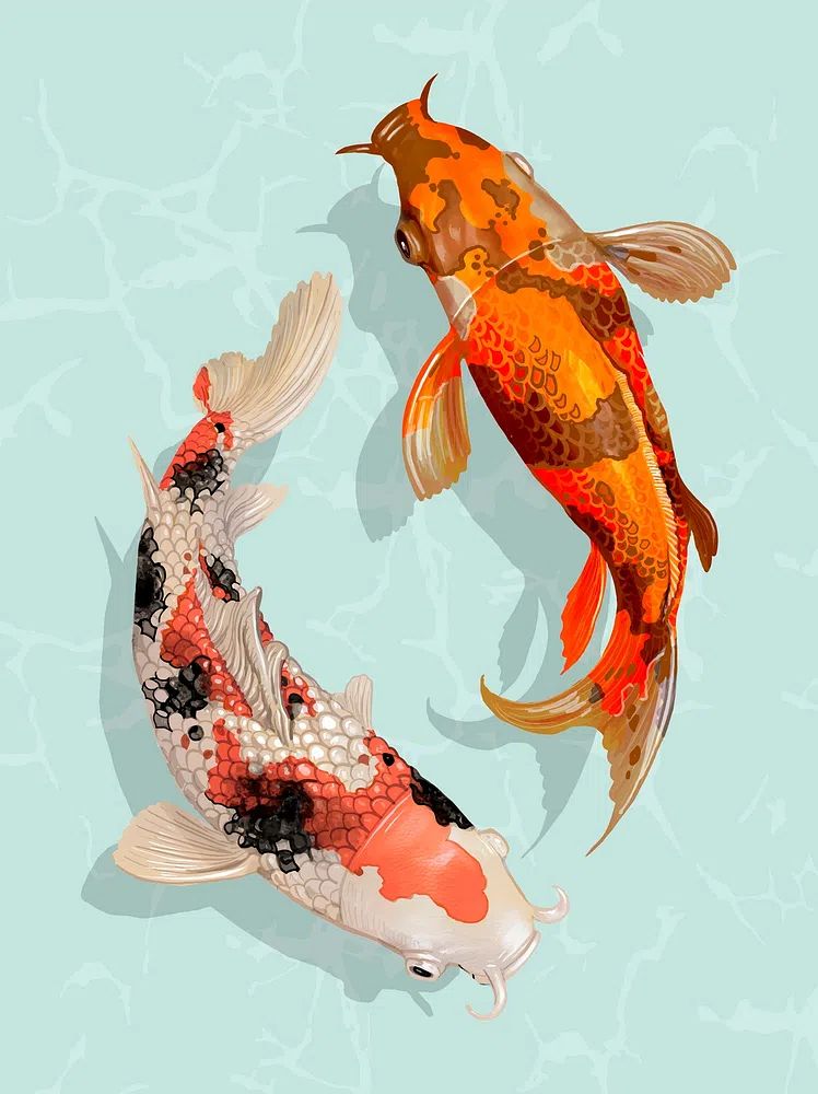 Two Japanese Koi fish swimming. poster — illustration art
