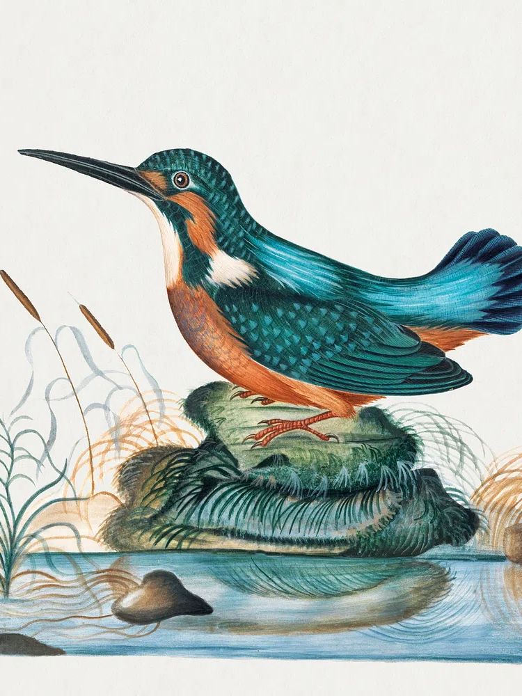 Common Kingfisher natural history cabinet. poster — botanical art