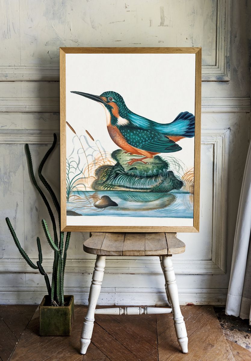 Common Kingfisher natural history cabinet. — room view 1